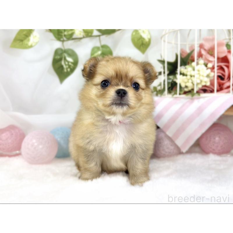 販売中の滋賀県のポメチワ:ポメラニアン×チワワ-445806の4枚目