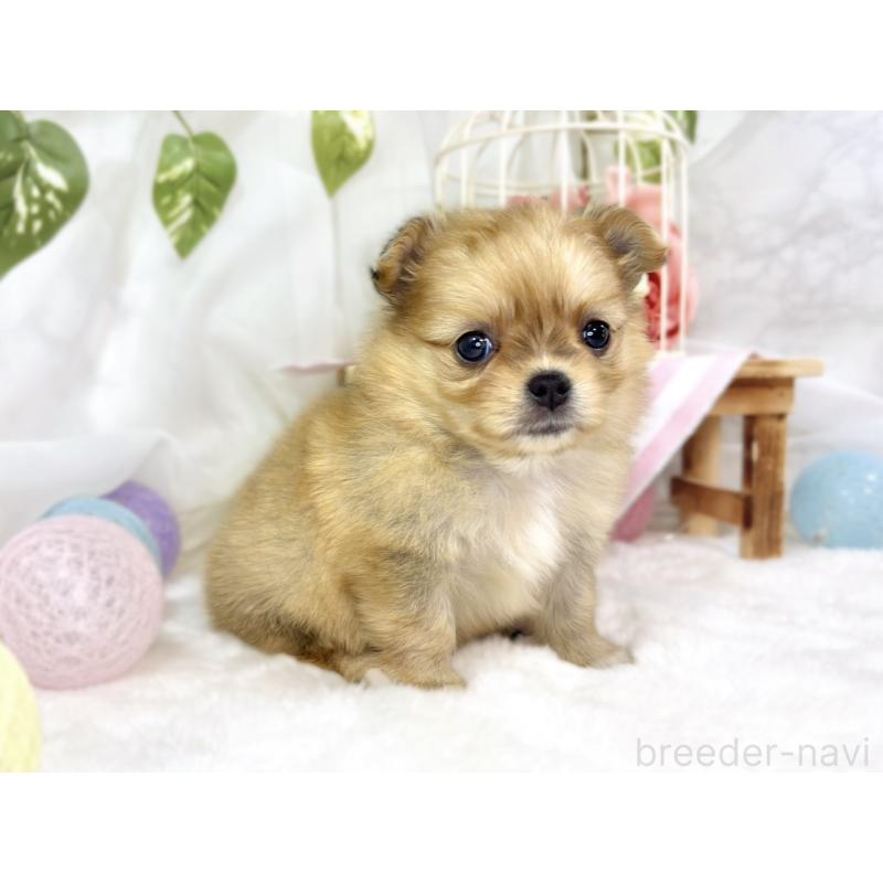 販売中の滋賀県のポメチワ:ポメラニアン×チワワ-445806の3枚目