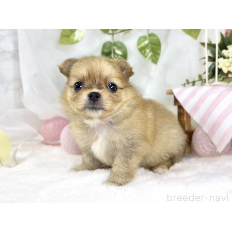 販売中の滋賀県のポメチワ:ポメラニアン×チワワ-445806の2枚目