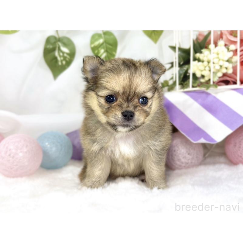 販売中の滋賀県のポメチワ:ポメラニアン×チワワ-445807の4枚目
