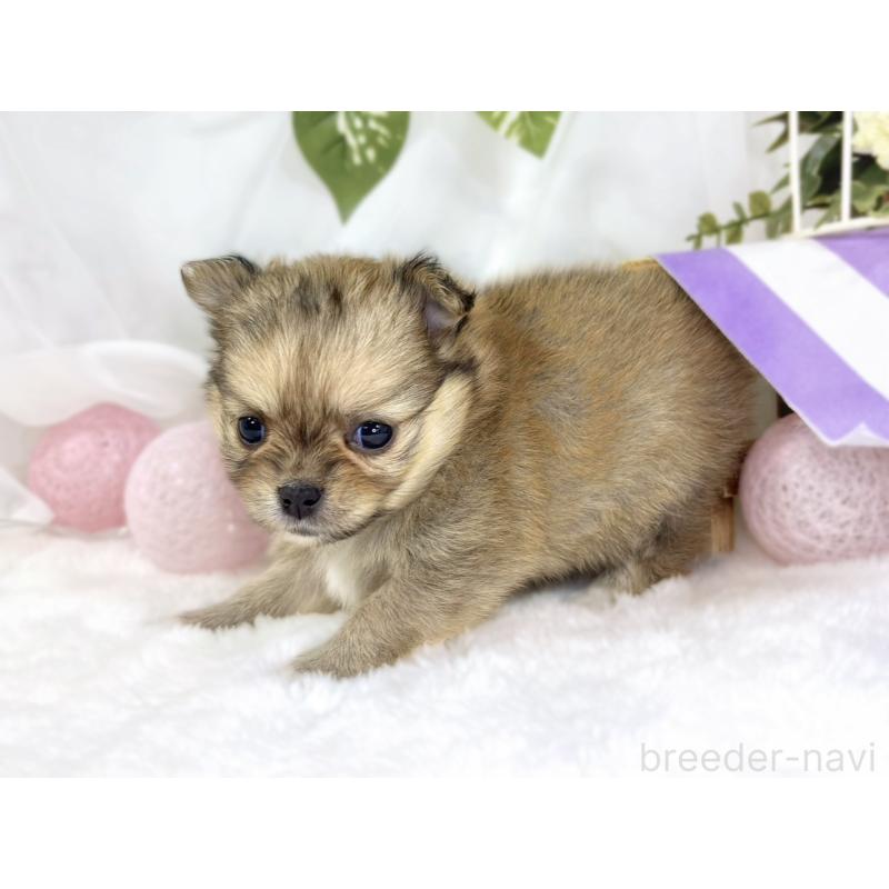 販売中の滋賀県のポメチワ:ポメラニアン×チワワ-445807の2枚目