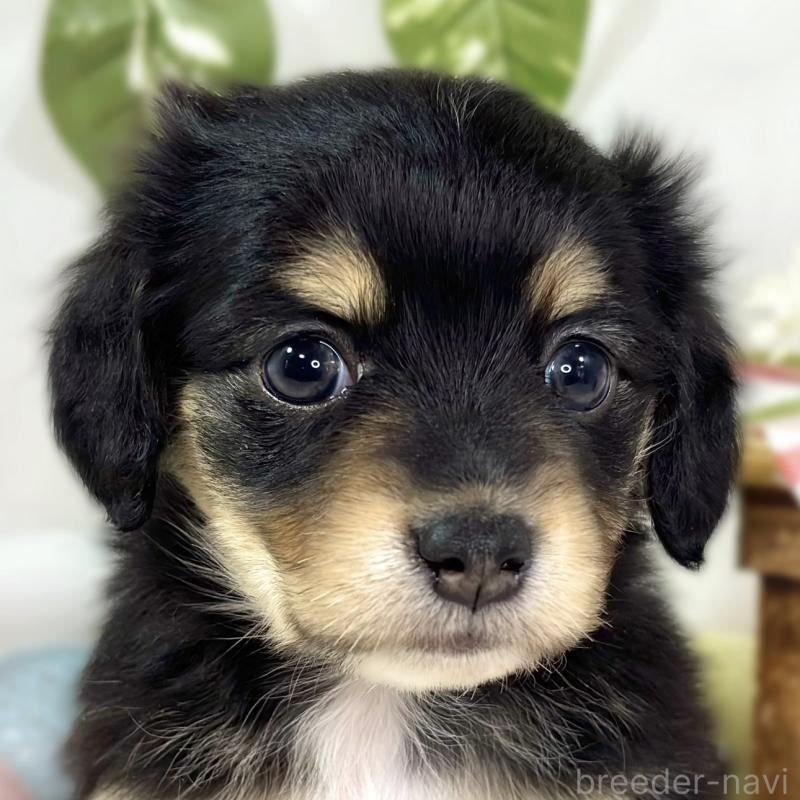 販売中の滋賀県のチワックス:チワワ×ミニチュアダックスフンド-445809