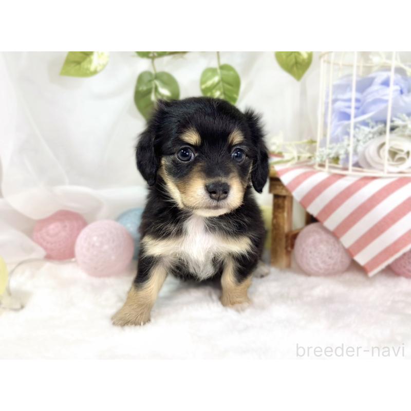 販売中の滋賀県のチワックス:チワワ×ミニチュアダックスフンド-445809の4枚目