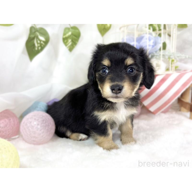 販売中の滋賀県のチワックス:チワワ×ミニチュアダックスフンド-445809の3枚目