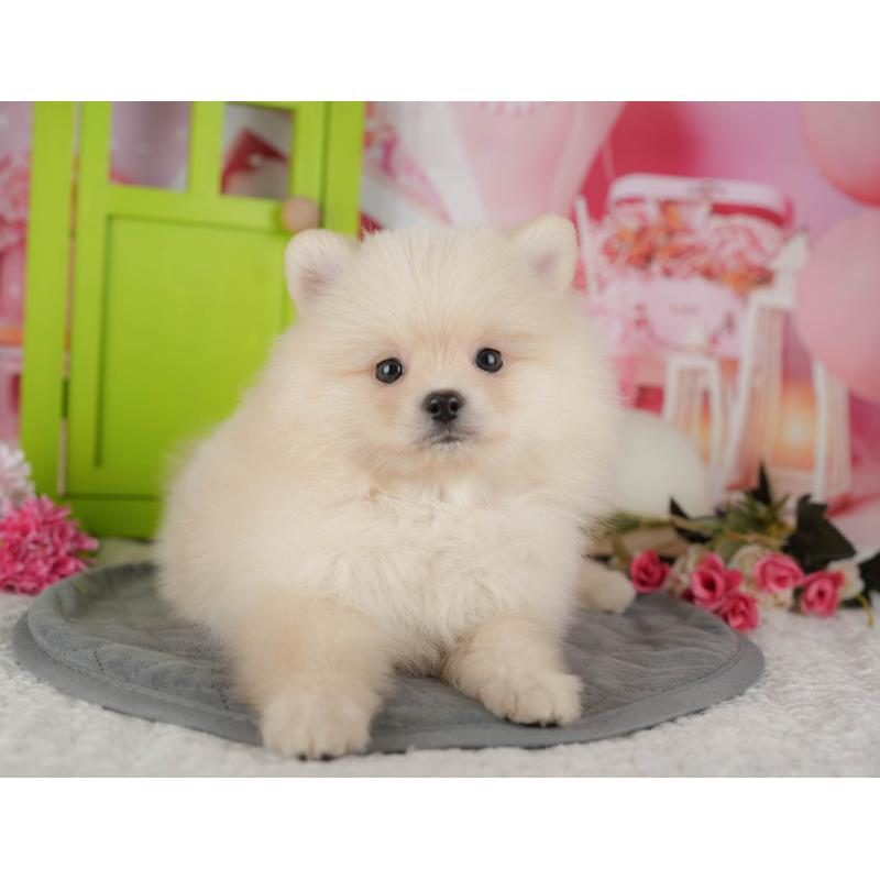 販売中の栃木県のポメラニアン-445810の3枚目