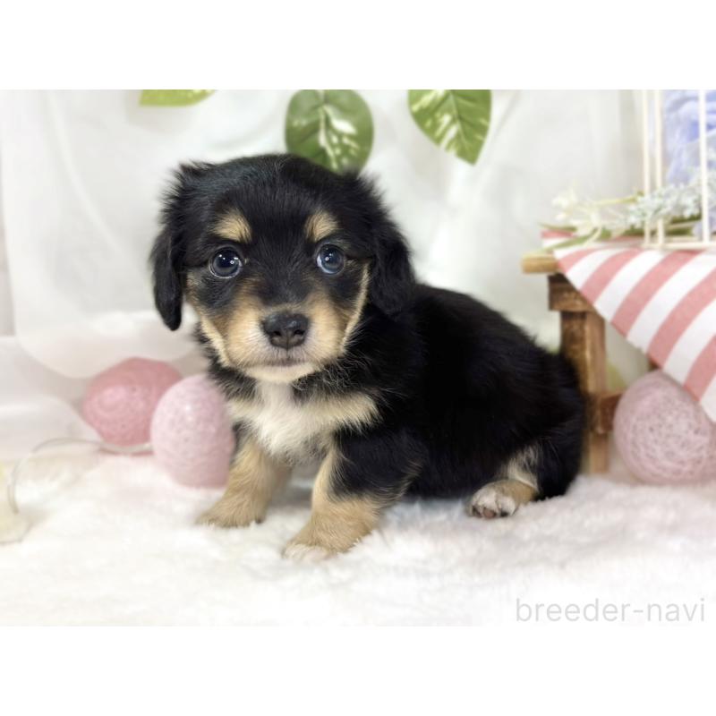 販売中の滋賀県のチワックス:チワワ×ミニチュアダックスフンド-445809の2枚目