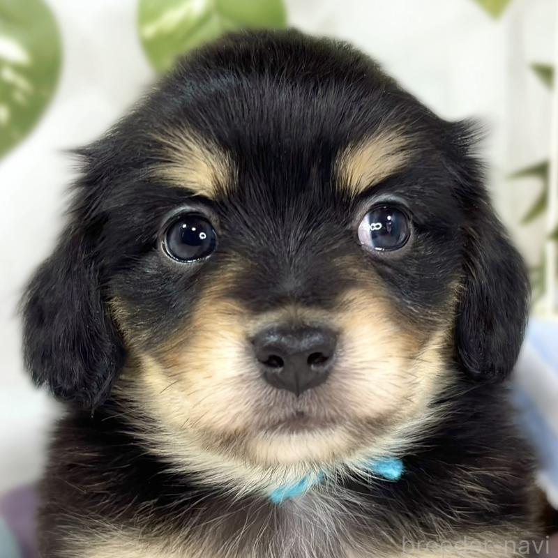 販売中の滋賀県のチワックス:チワワ×ミニチュアダックスフンド-445811の1枚目