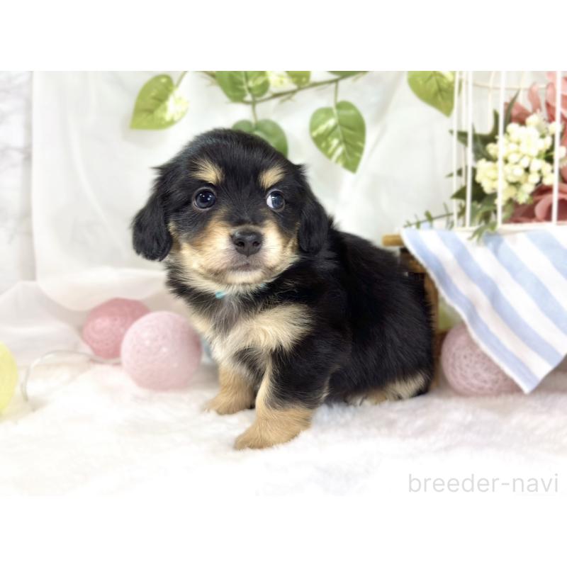 販売中の滋賀県のチワックス:チワワ×ミニチュアダックスフンド-445811の2枚目