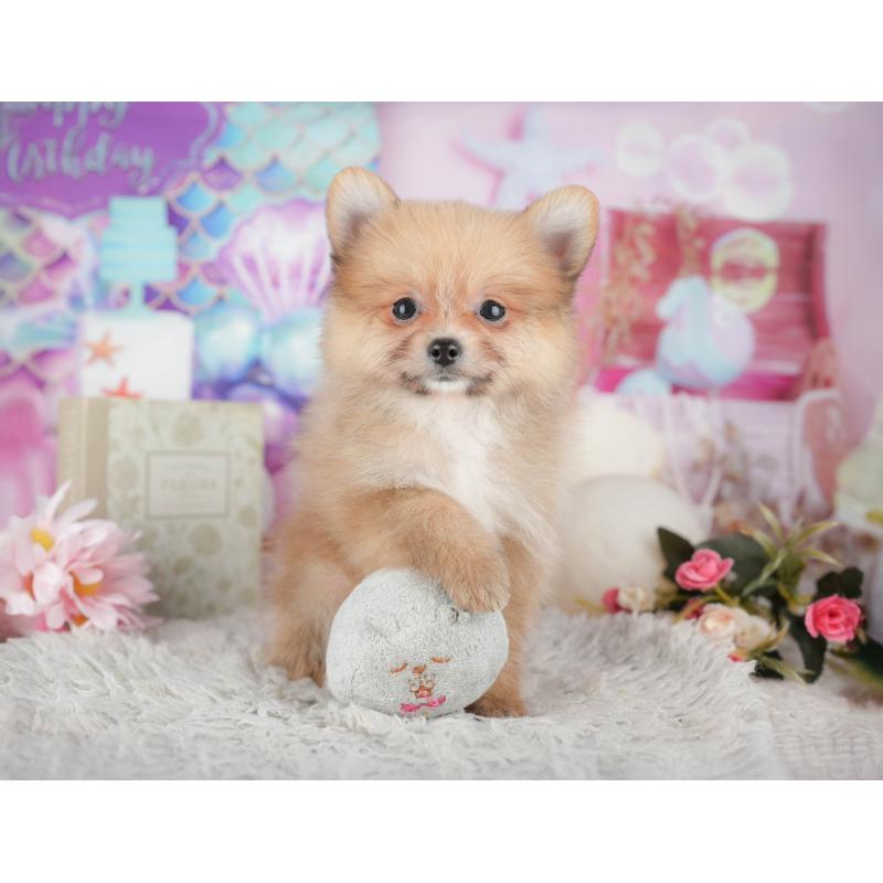 販売中の栃木県のポメラニアン-445813の10枚目