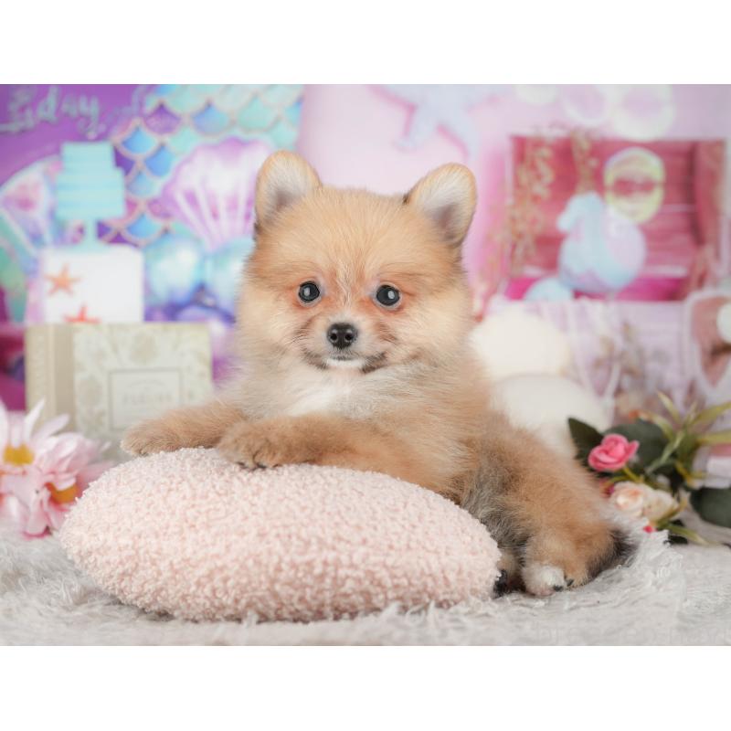 販売中の栃木県のポメラニアン-445813の9枚目