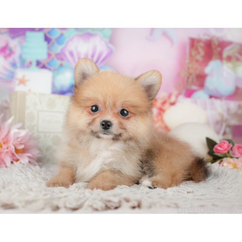 販売中の栃木県のポメラニアン-445813の8枚目