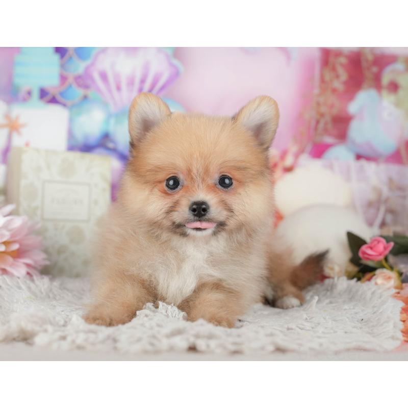 販売中の栃木県のポメラニアン-445813の7枚目