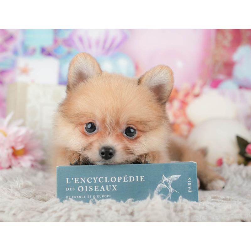 販売中の栃木県のポメラニアン-445813の6枚目