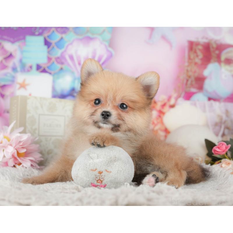 販売中の栃木県のポメラニアン-445813の5枚目