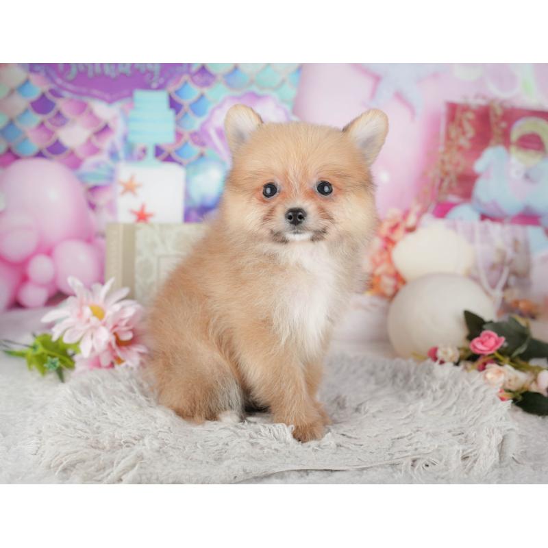 販売中の栃木県のポメラニアン-445813の3枚目