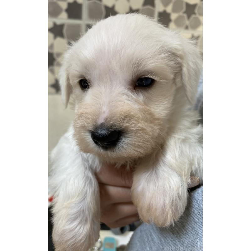 販売中の岡山県のミニチュアシュナウザー-445708の2枚目