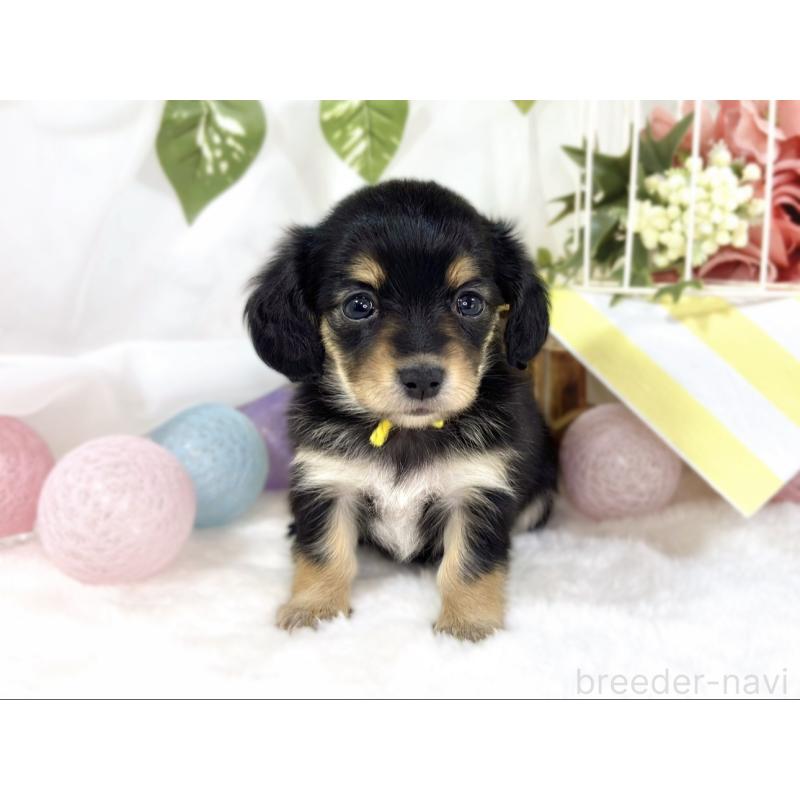 販売中の滋賀県のチワックス:チワワ×ミニチュアダックスフンド-445812の4枚目