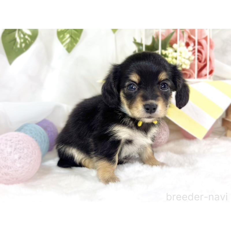 販売中の滋賀県のチワックス:チワワ×ミニチュアダックスフンド-445812の2枚目