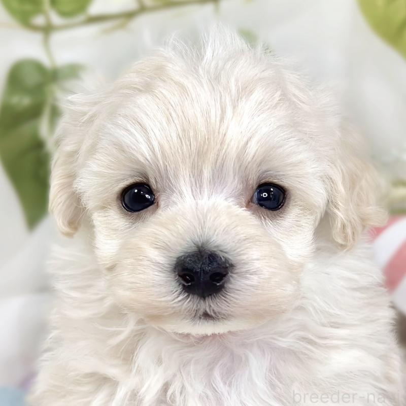 販売中の滋賀県のマルプー:マルチーズ×トイプードル-445815の1枚目