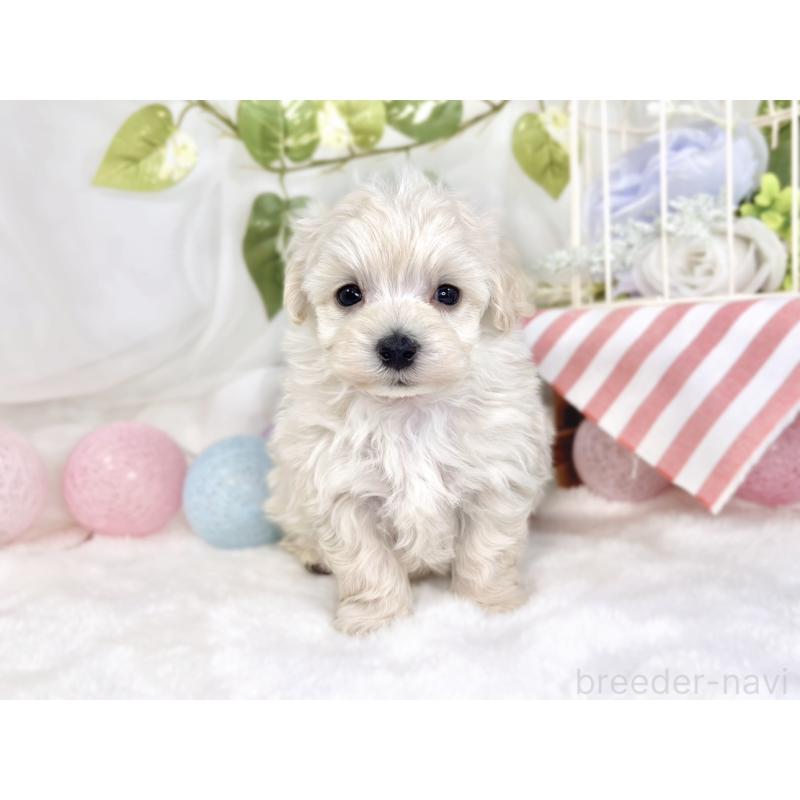 販売中の滋賀県のマルプー:マルチーズ×トイプードル-445815の4枚目
