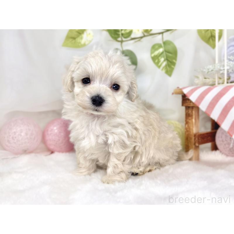 販売中の滋賀県のマルプー:マルチーズ×トイプードル-445815の3枚目