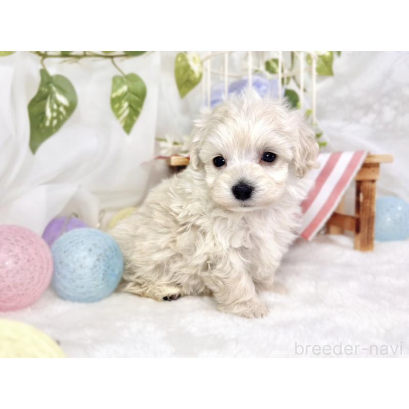 販売中の滋賀県のマルプー:マルチーズ×トイプードル-445815の2枚目