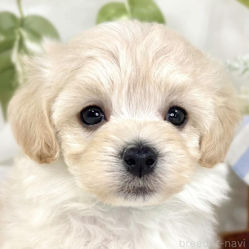 販売中の滋賀県のマルプー:マルチーズ×トイプードル-445816