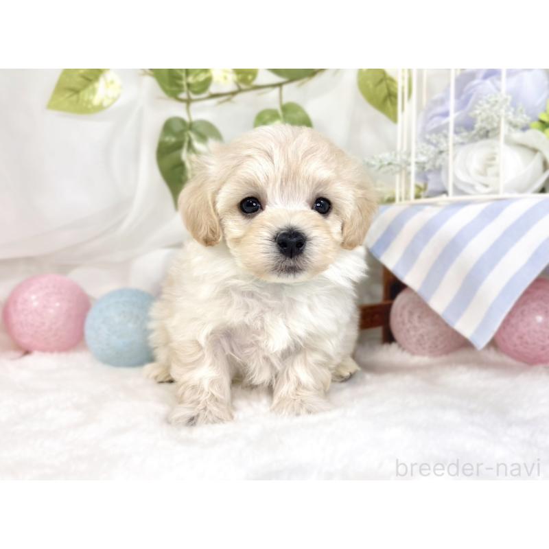 販売中の滋賀県のマルプー:マルチーズ×トイプードル-445816の4枚目