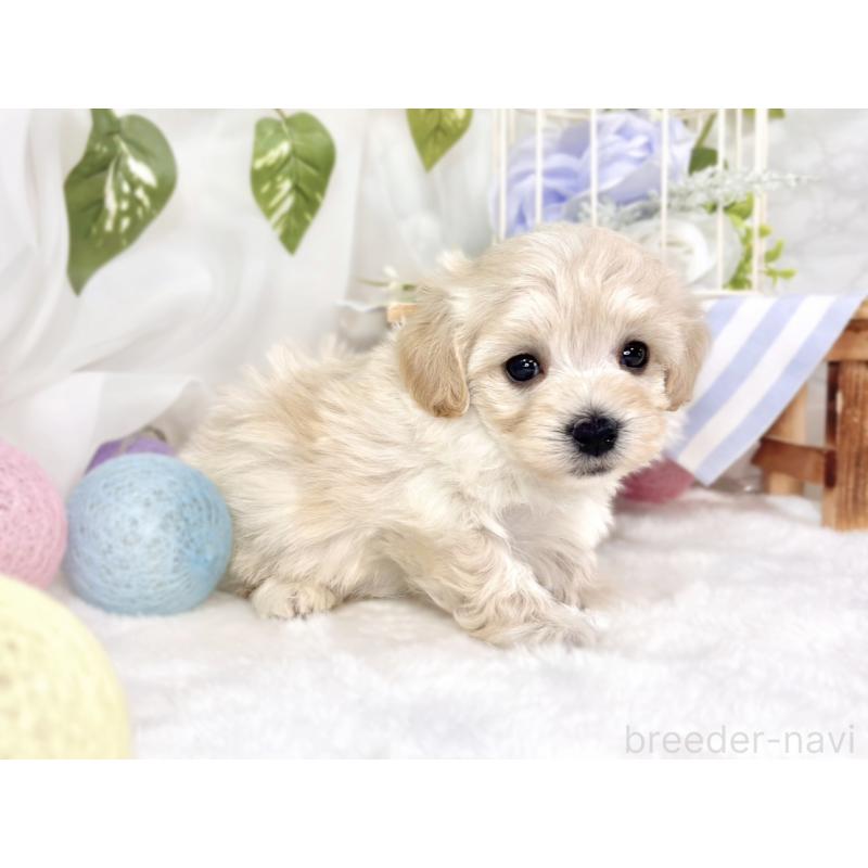 販売中の滋賀県のマルプー:マルチーズ×トイプードル-445816の3枚目