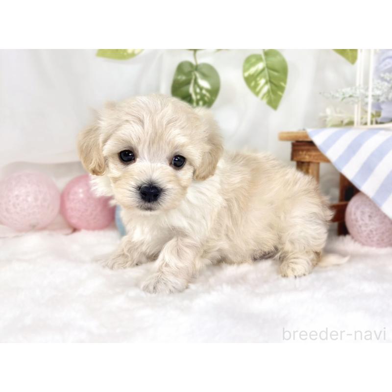 販売中の滋賀県のマルプー:マルチーズ×トイプードル-445816の2枚目