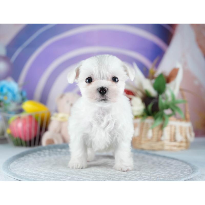 販売中の栃木県のマルチーズ-445818の6枚目