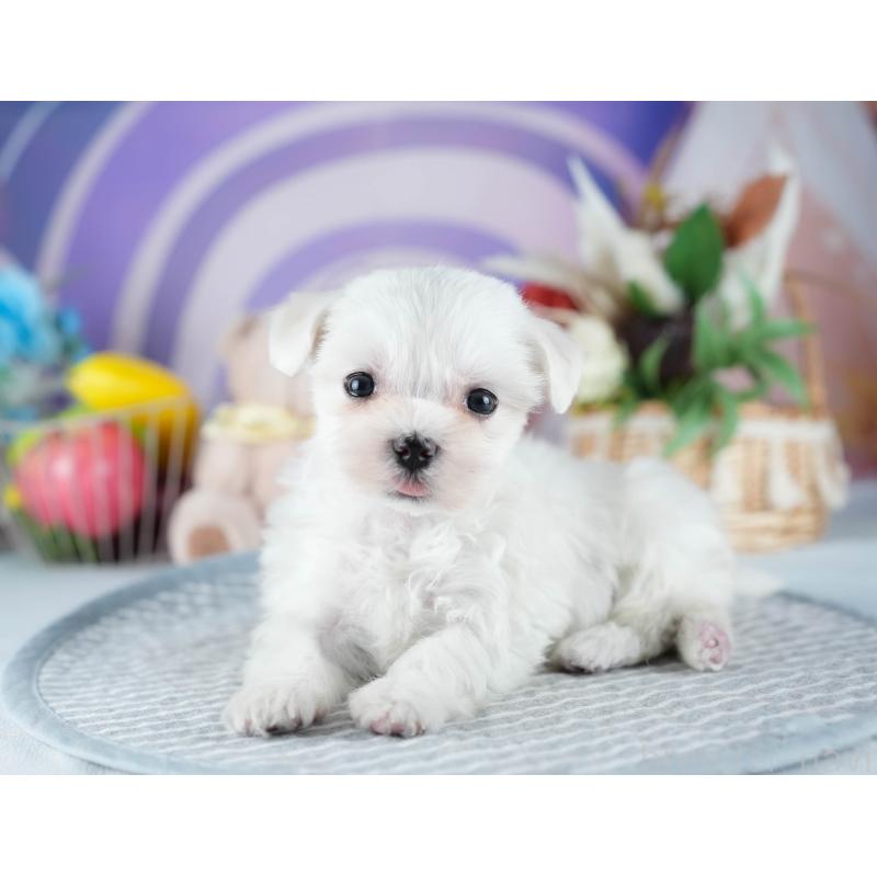 販売中の栃木県のマルチーズ-445818の5枚目