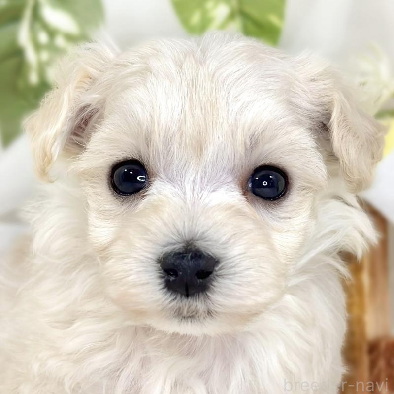 販売中の滋賀県のマルプー:マルチーズ×トイプードル-445817の1枚目