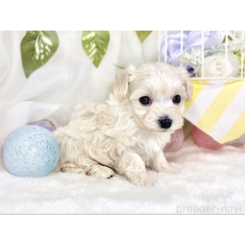 販売中の滋賀県のマルプー:マルチーズ×トイプードル-445817の3枚目