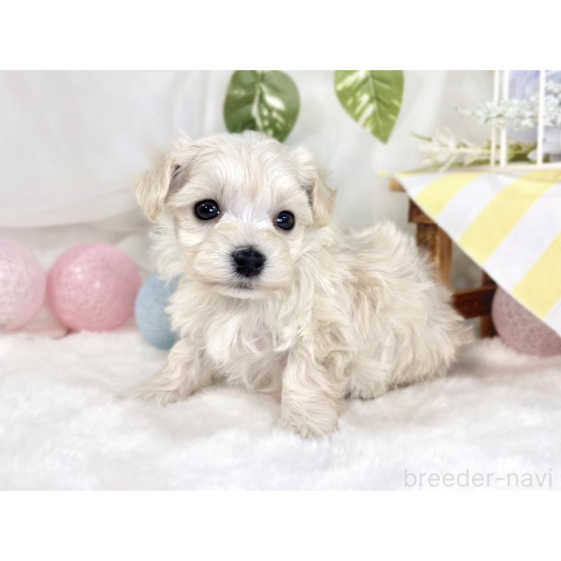 販売中の滋賀県のマルプー:マルチーズ×トイプードル-445817の2枚目