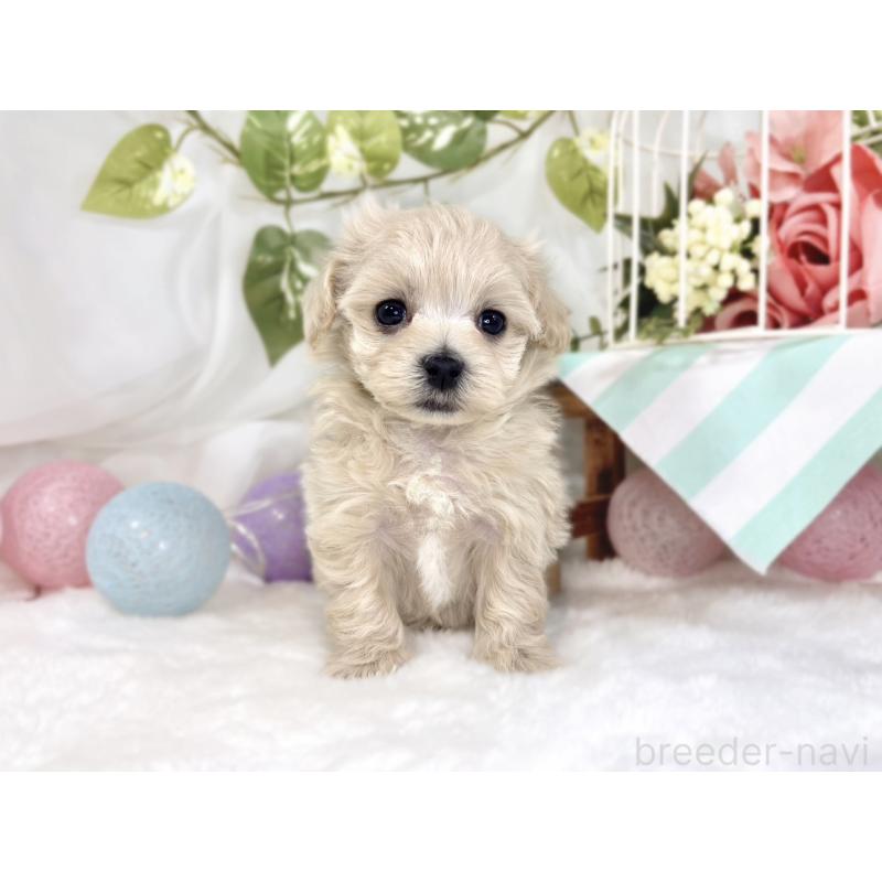 販売中の滋賀県のマルプー:マルチーズ×トイプードル-445819の4枚目