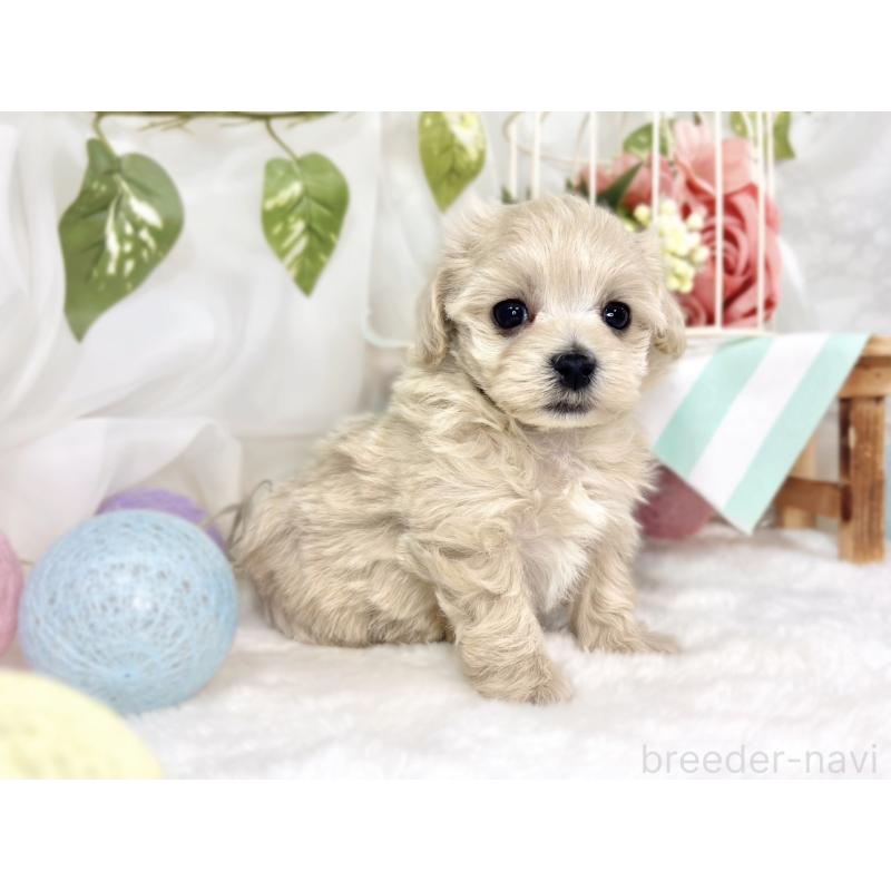 販売中の滋賀県のマルプー:マルチーズ×トイプードル-445819の3枚目