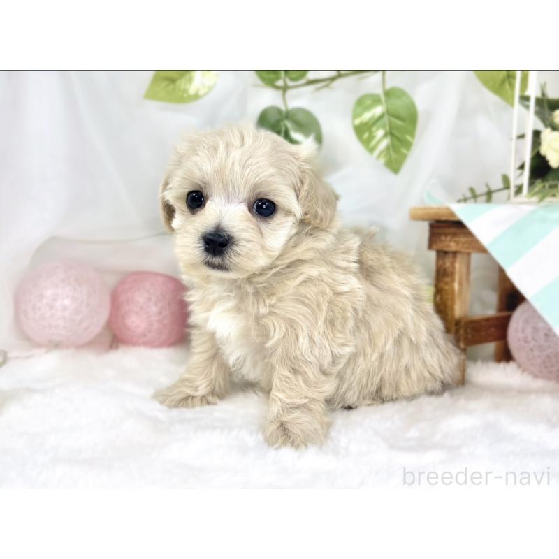 販売中の滋賀県のマルプー:マルチーズ×トイプードル-445819の2枚目