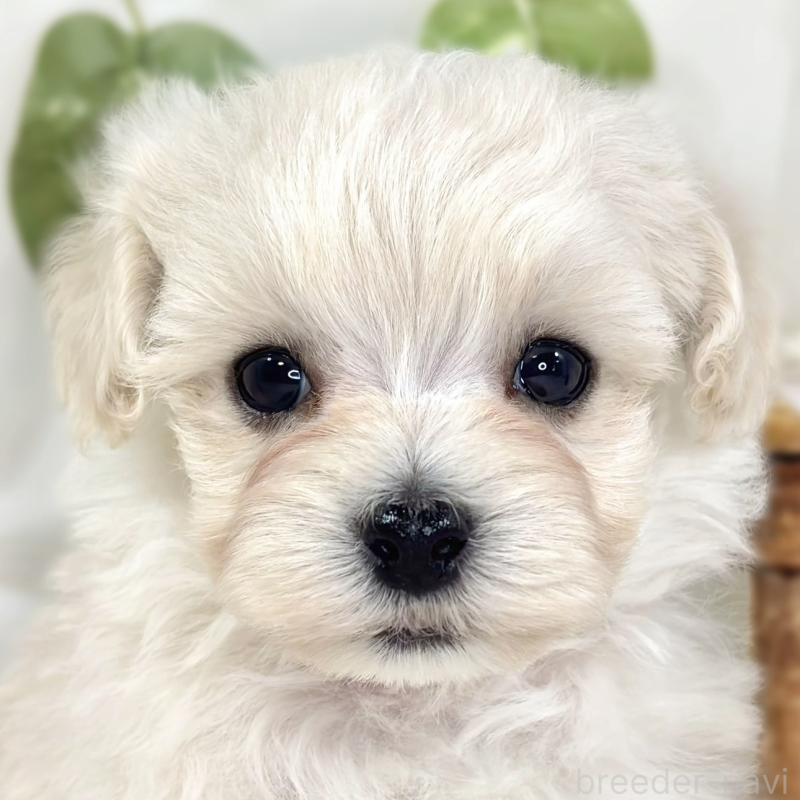 販売中の滋賀県のマルプー:マルチーズ×トイプードル-445820