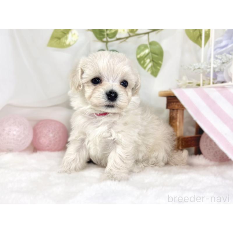 販売中の滋賀県のマルプー:マルチーズ×トイプードル-445820の2枚目