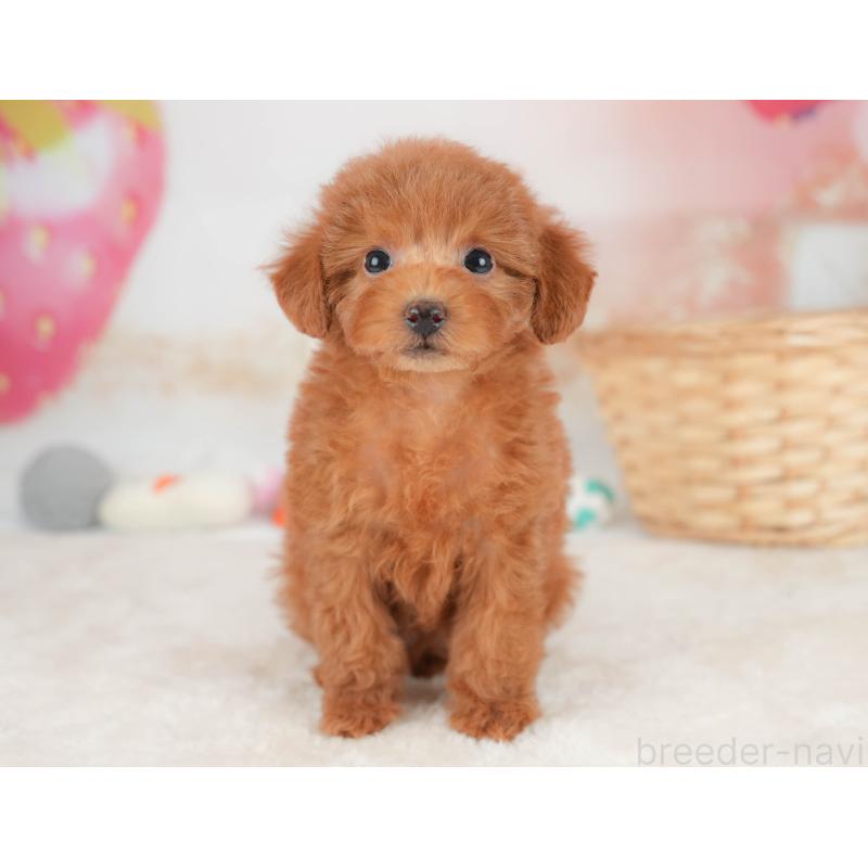 販売中の栃木県のトイプードル-445823の9枚目