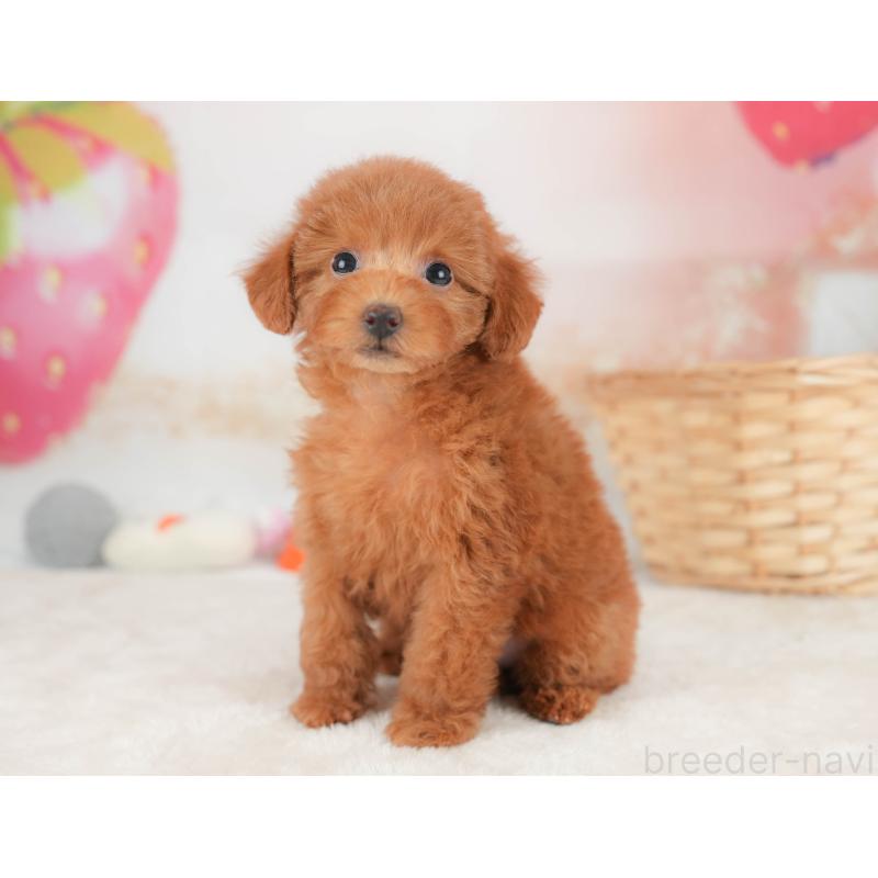 販売中の栃木県のトイプードル-445823の8枚目