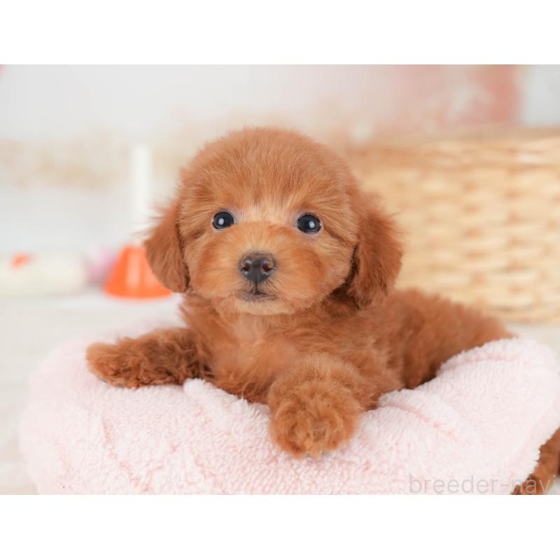 販売中の栃木県のトイプードル-445823の7枚目