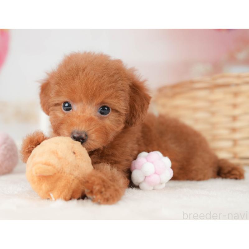 販売中の栃木県のトイプードル-445823の4枚目