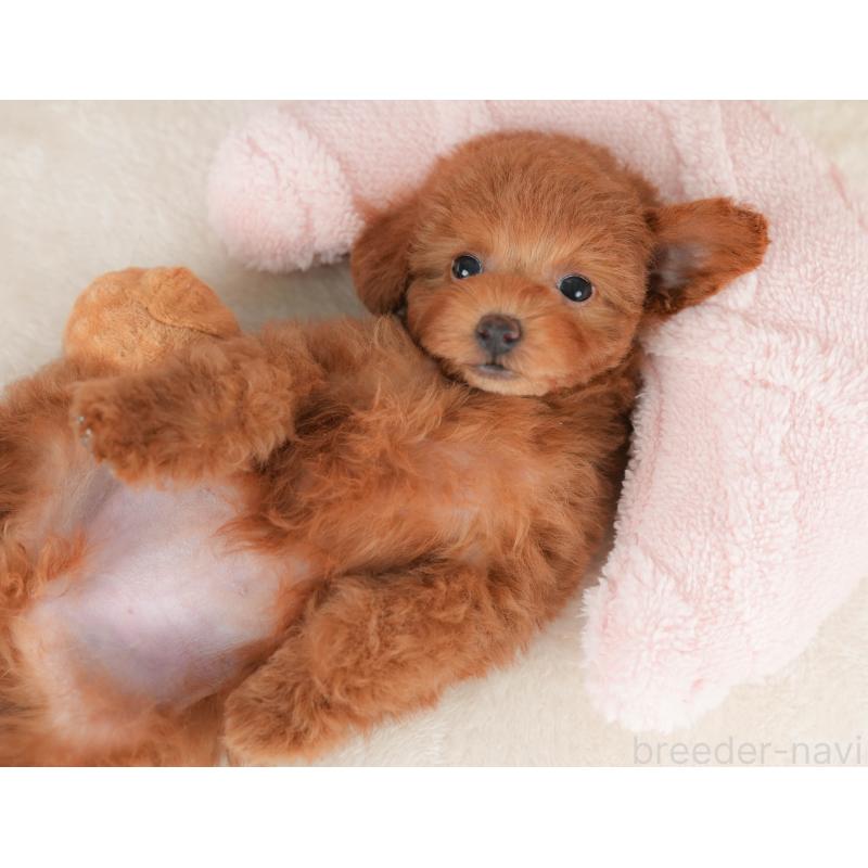 販売中の栃木県のトイプードル-445823の3枚目