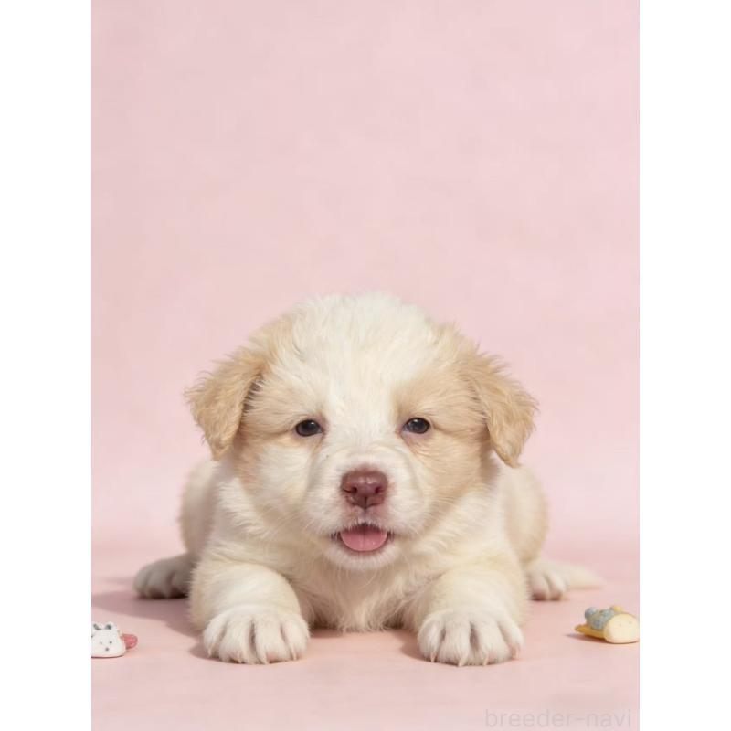 販売中の茨城県のボーダーコリー-445831の2枚目