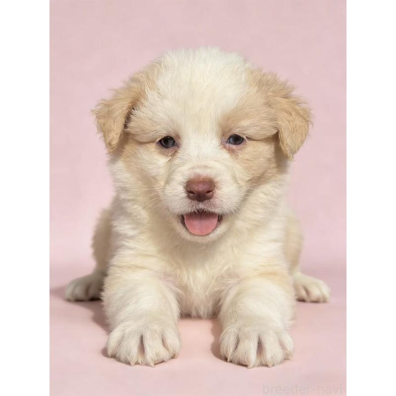 販売中の茨城県のボーダーコリー-445831