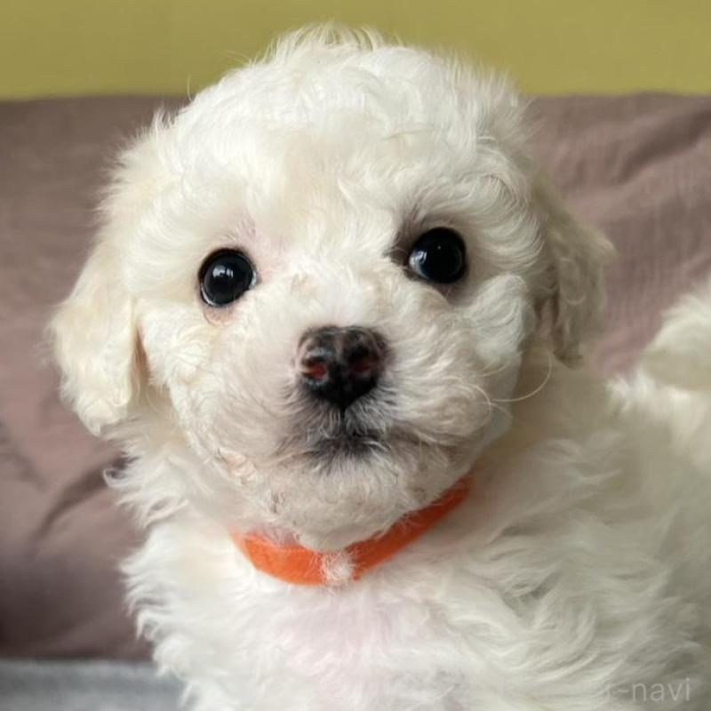 販売中の茨城県のビションフリーゼ-445832