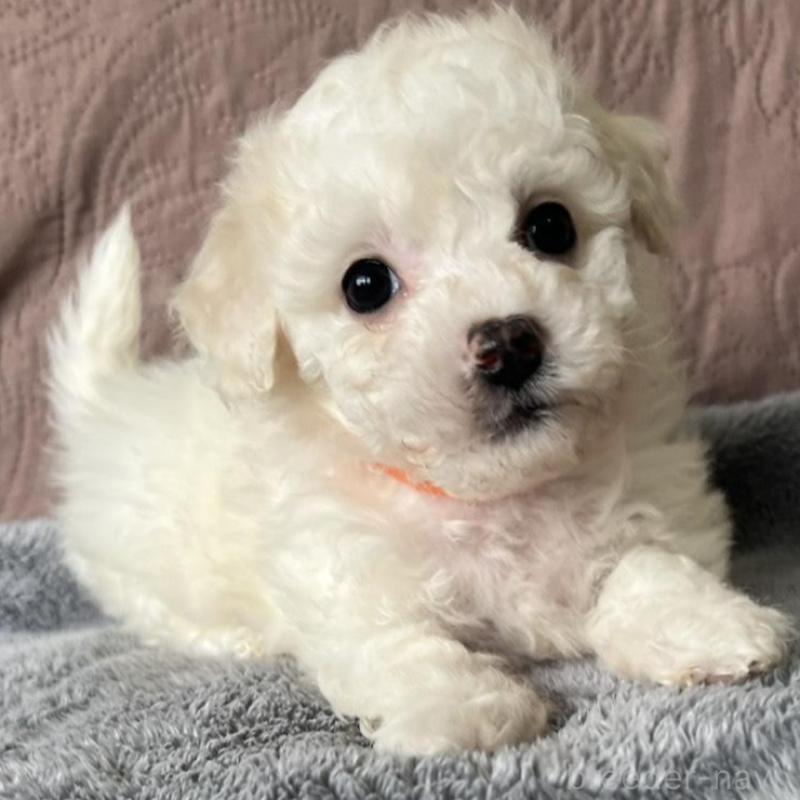 販売中の茨城県のビションフリーゼ-445832の4枚目