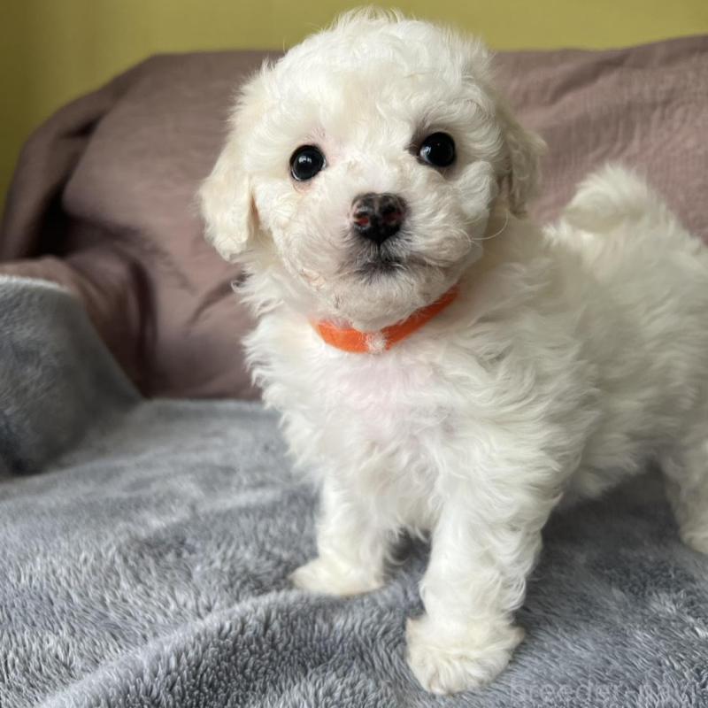 販売中の茨城県のビションフリーゼ-445832の2枚目